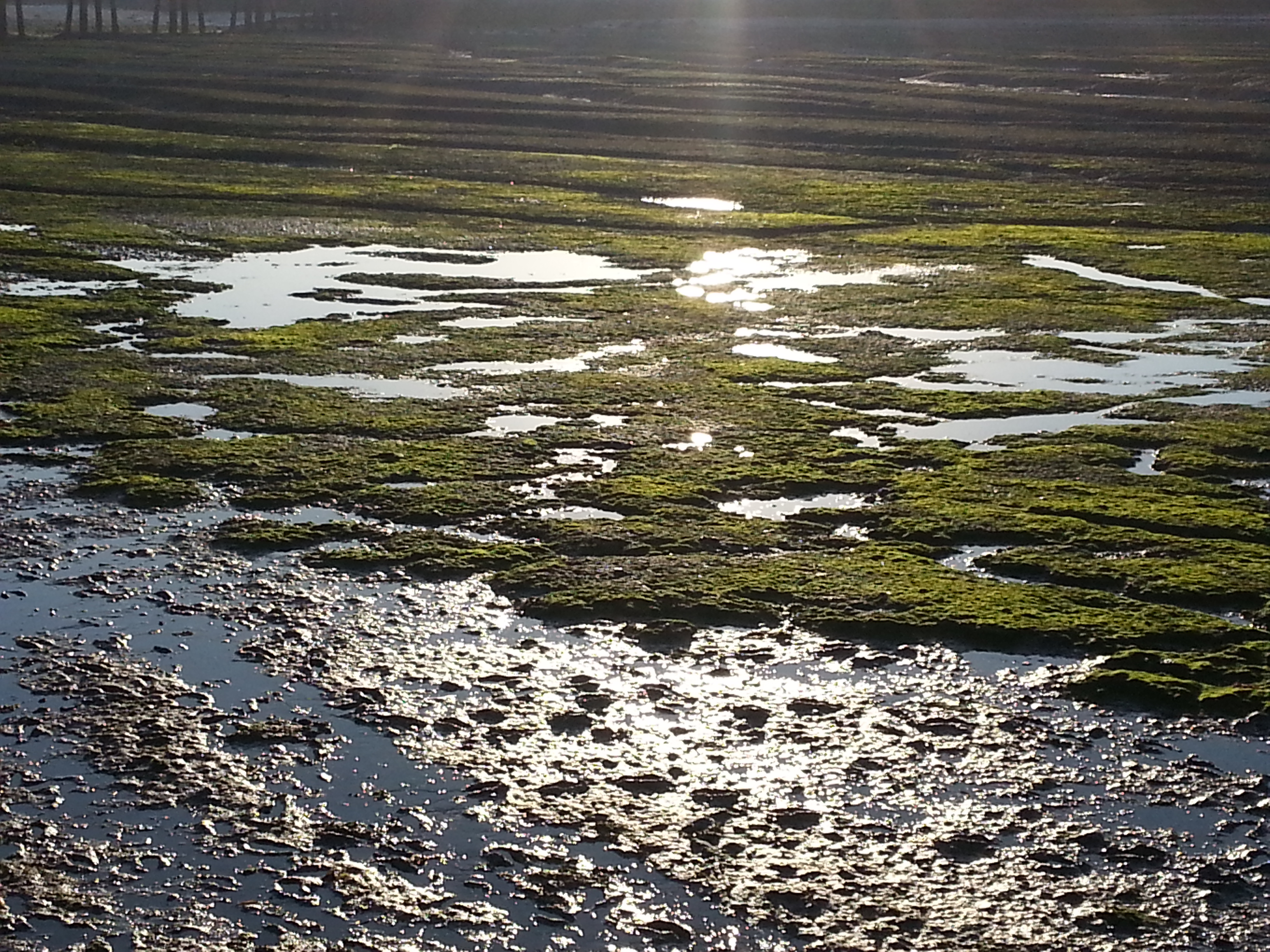 동트는 아침햇살 아래 드러나는 급갑리 앞 바다의 자연 그대로의 청정갯벌 이미지