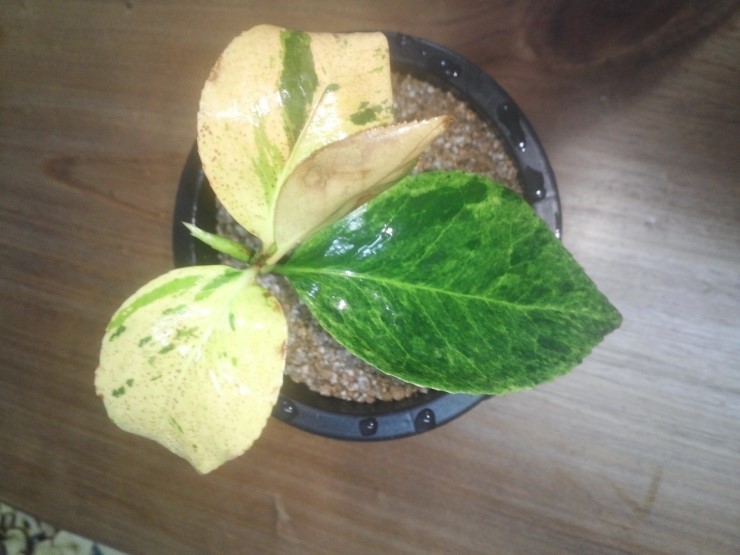 동백 진설. 이미지