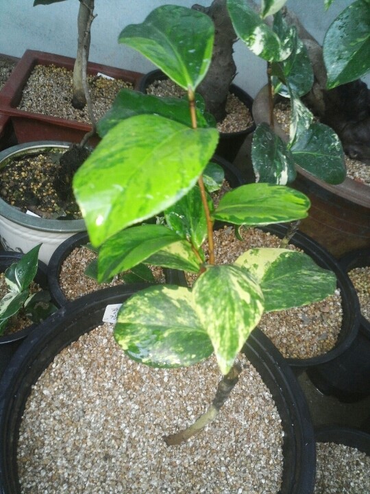 동백무늬 이미지