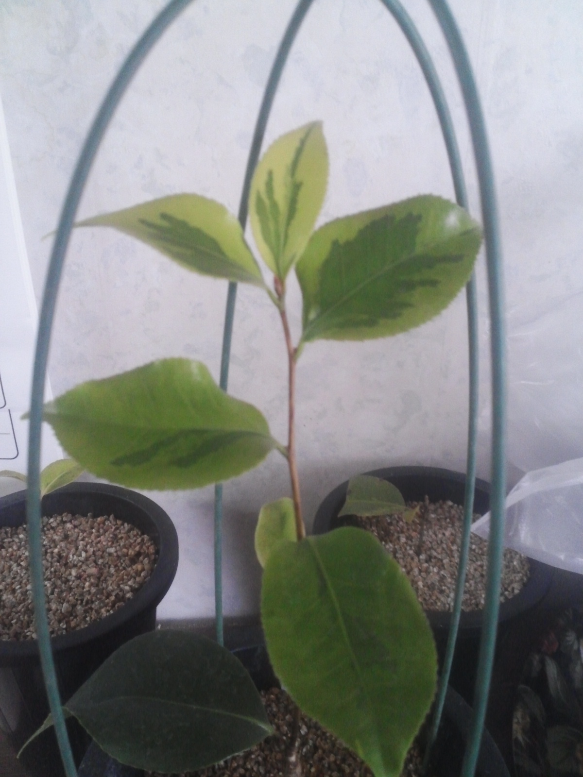 진도 동백 무늬종(우정) 이미지