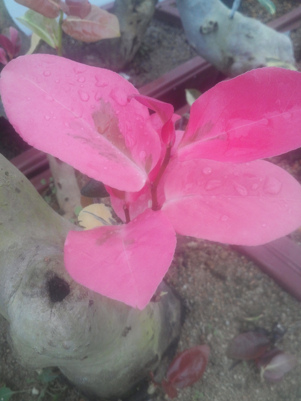 동백홍설 무늬종 이미지