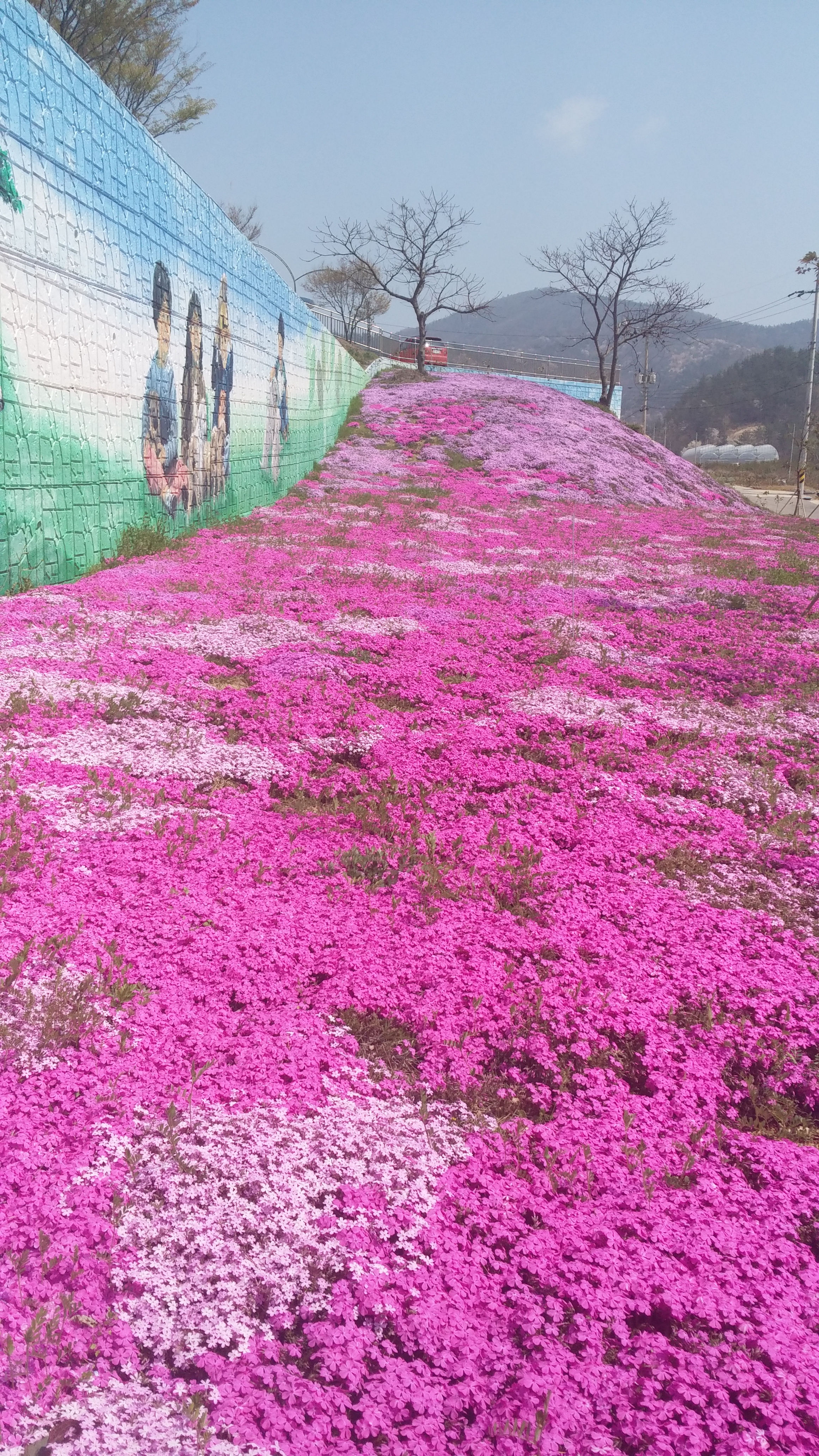 융단 꽃잔디 이미지