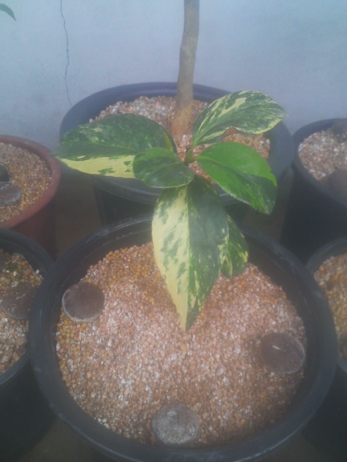 동백 무늬종.완도 이미지