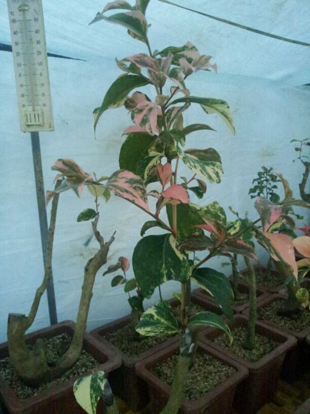 동백무늬종.완도 이미지