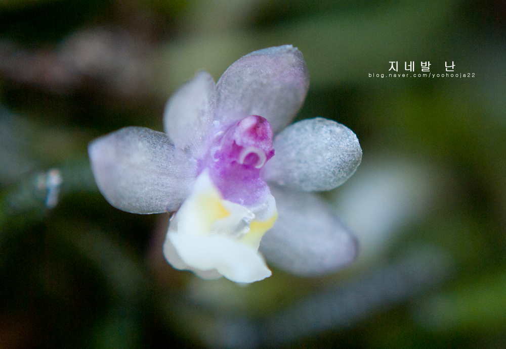 지네발난 꽃 이미지