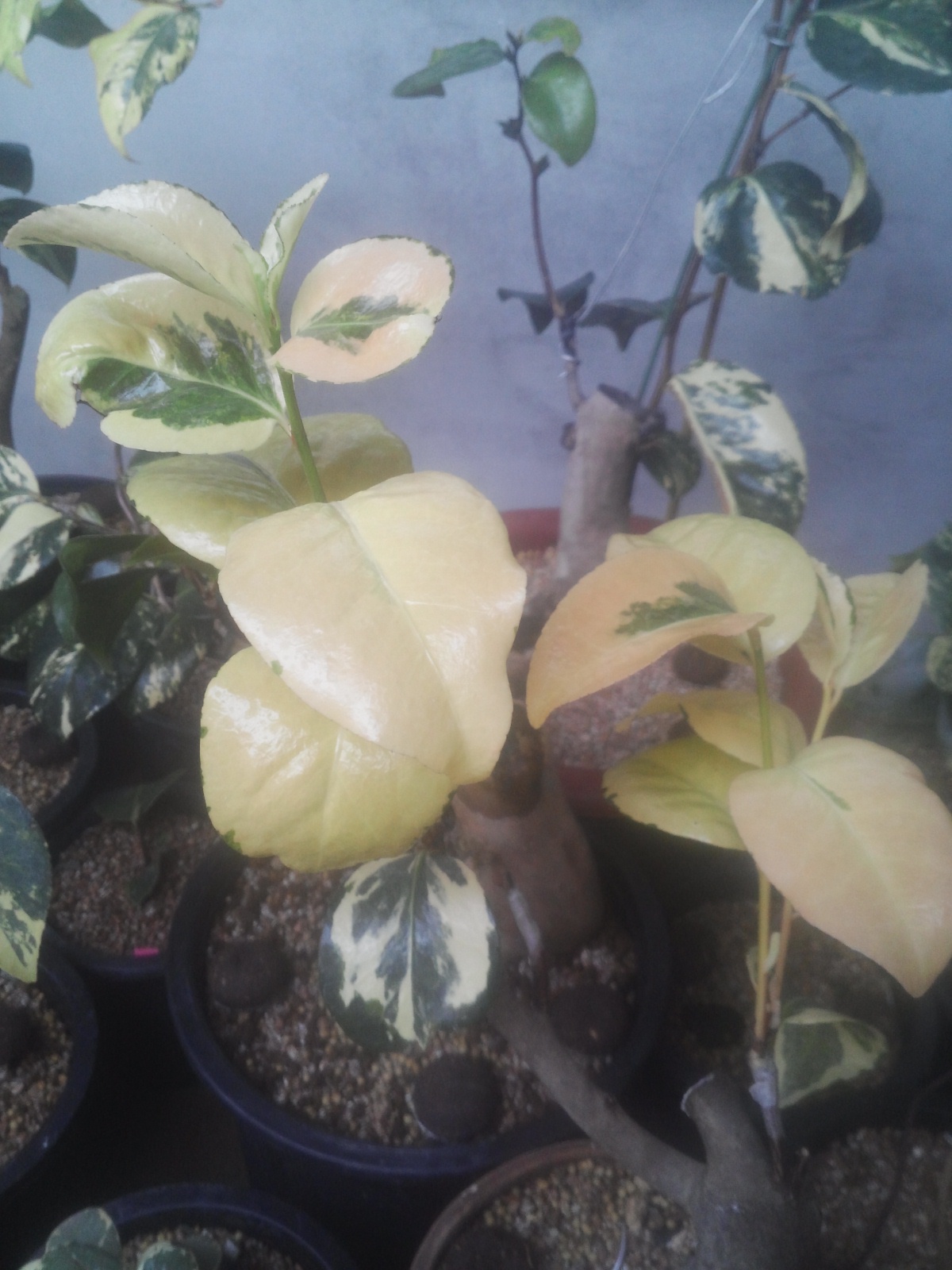 무늬동백(삼광중투) 이미지