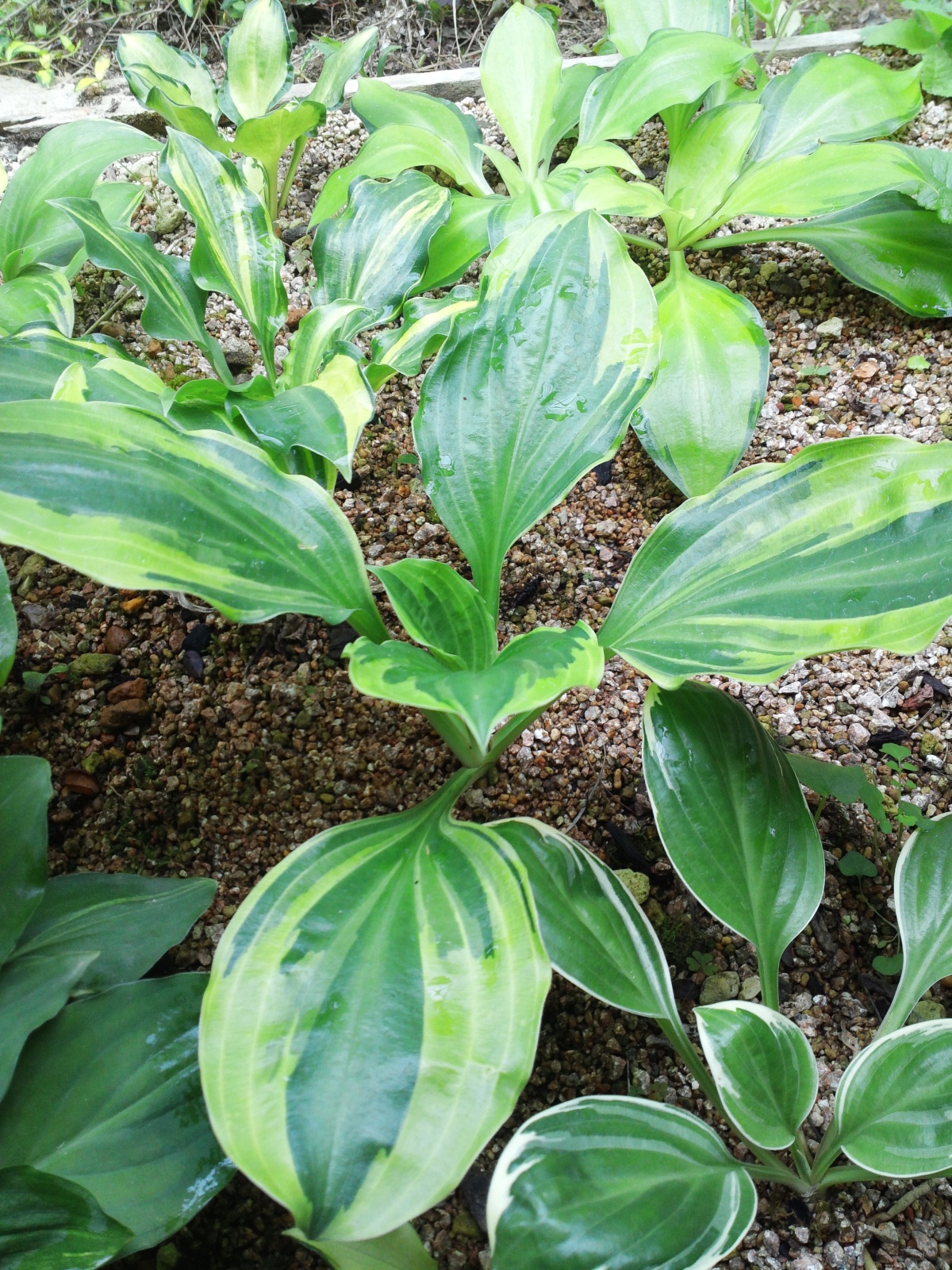 흑산도 비비추 이미지