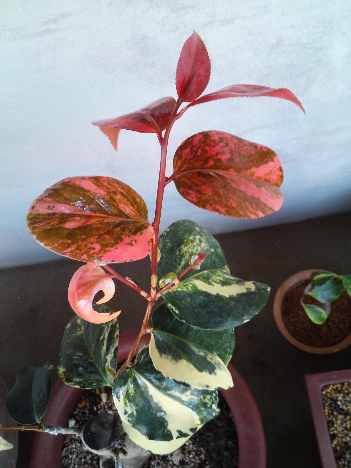 동백무늬종(예명.옥주) 이미지