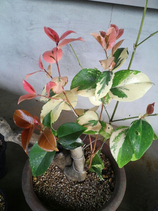 완도산 으뜸 이미지