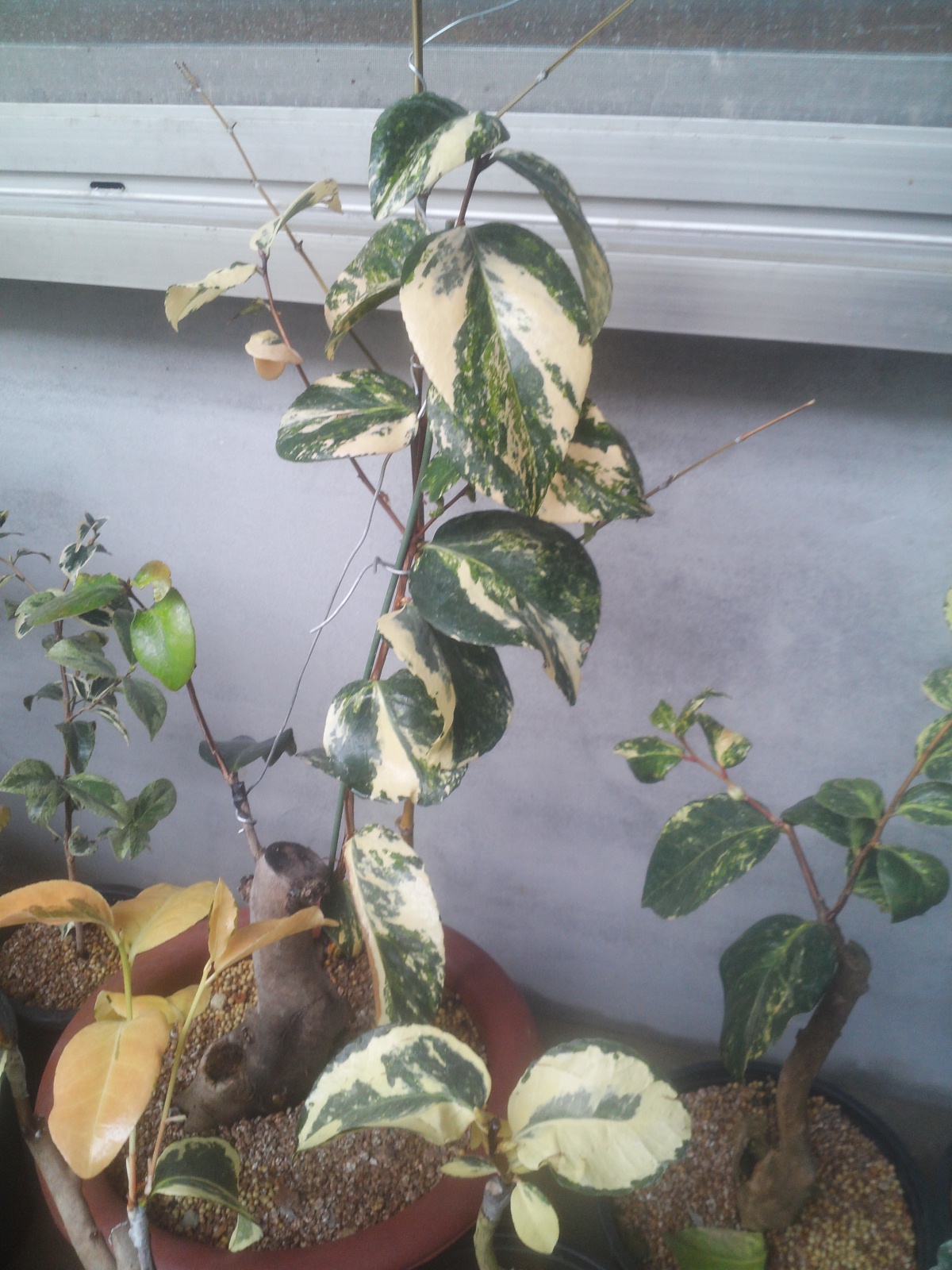 진도산(옥주) 이미지