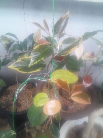 동백 (신지도.) 이미지