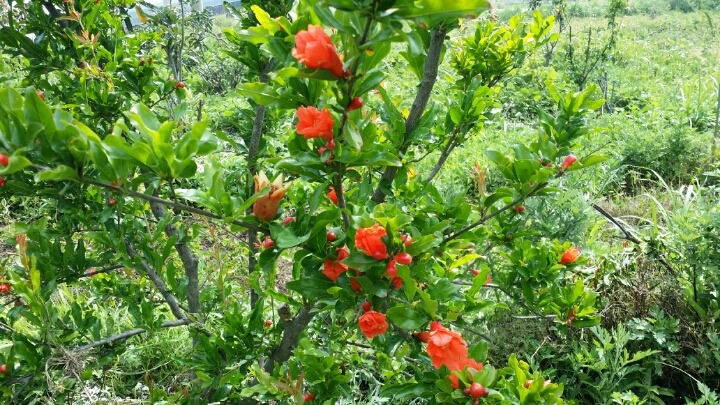 비파수확 석류꽃피고 이미지