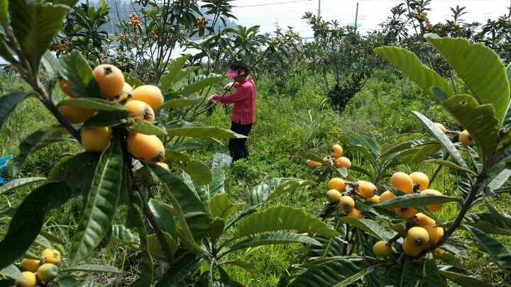 비파수확 석류꽃피고 첨부#4