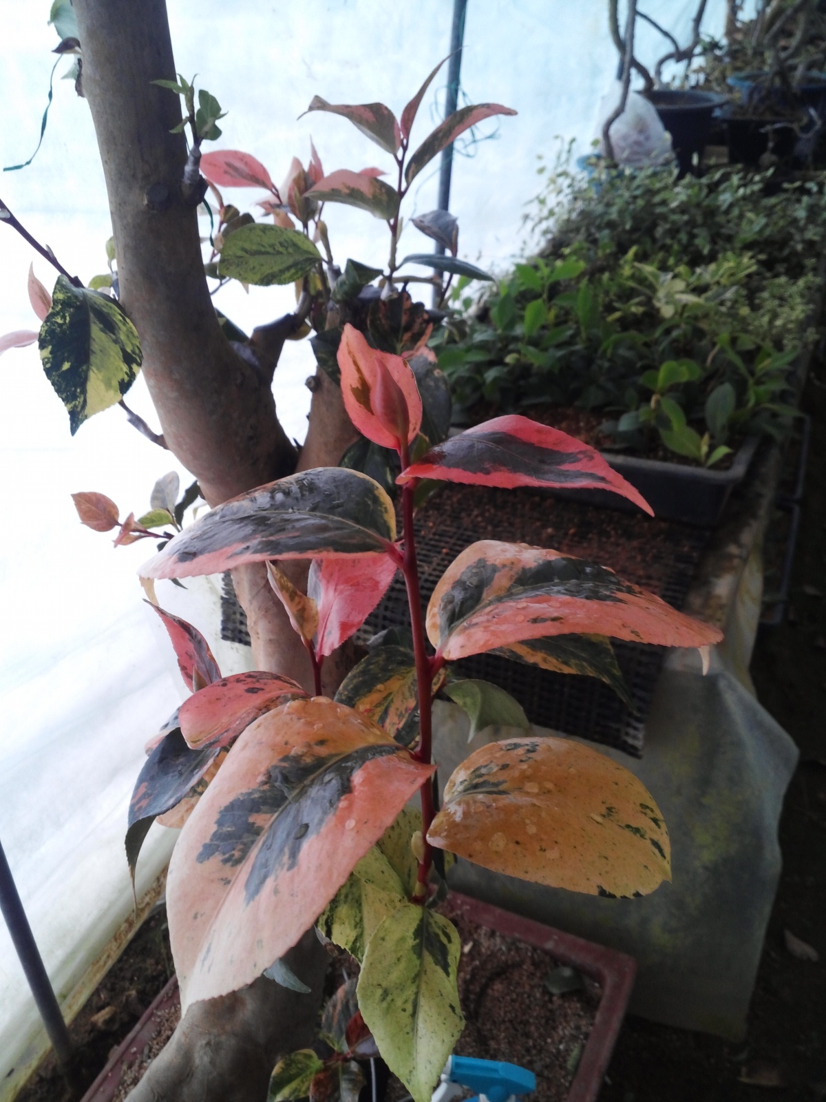 무늬동백(완도) 이미지