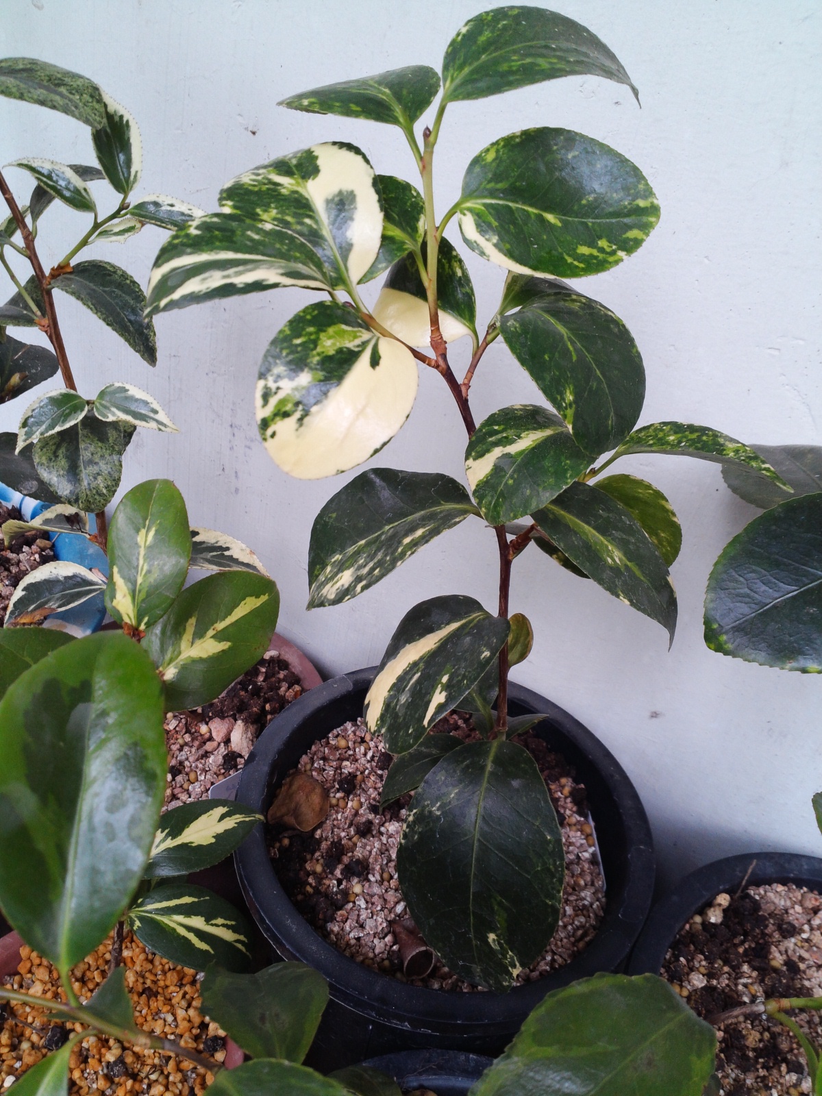 완도 동백 이미지