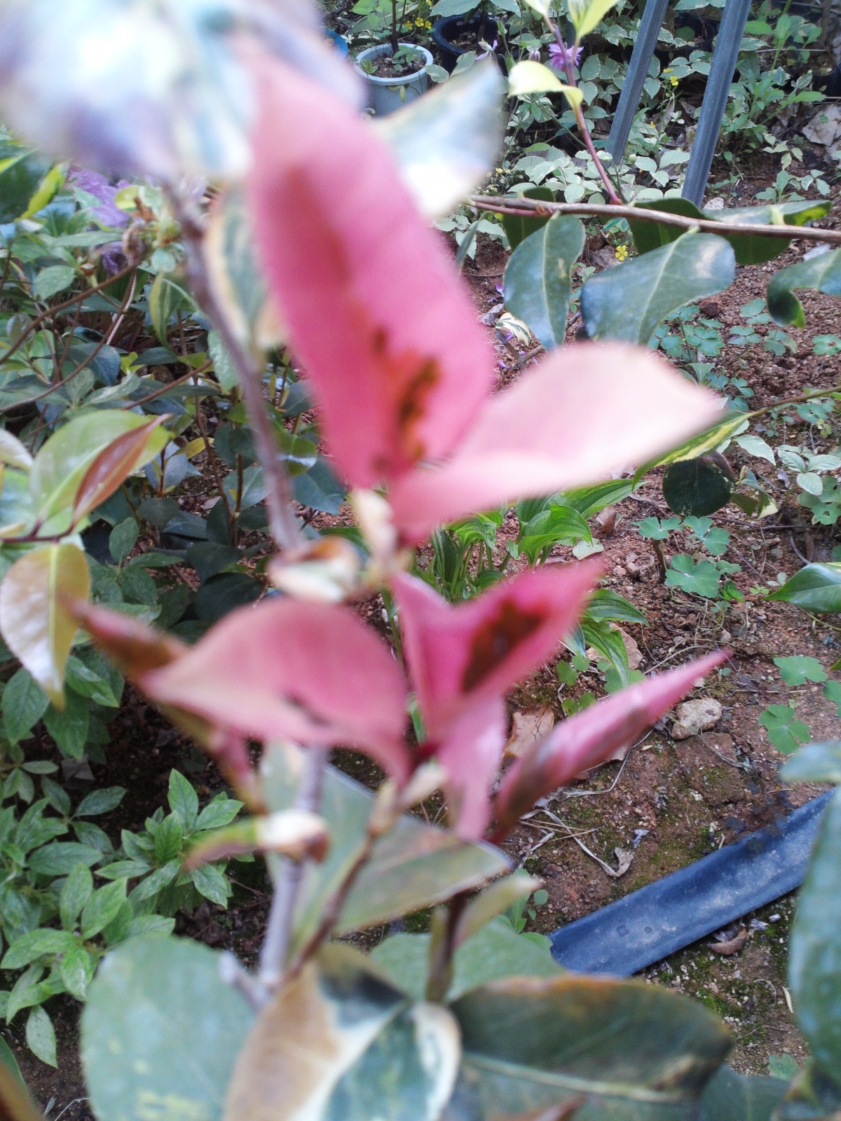 무늬동백 이미지