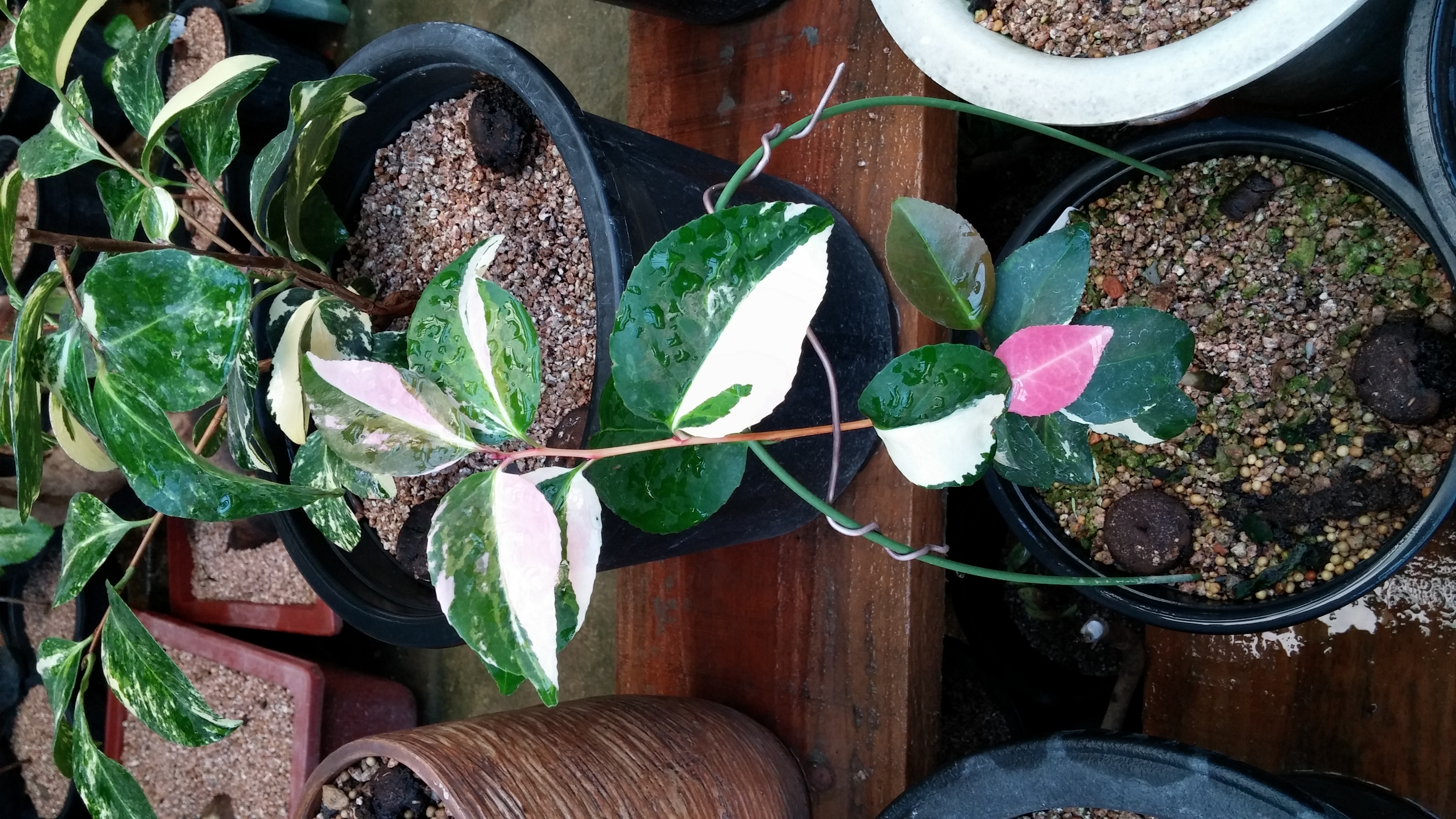 무늬동백(백승) 이미지