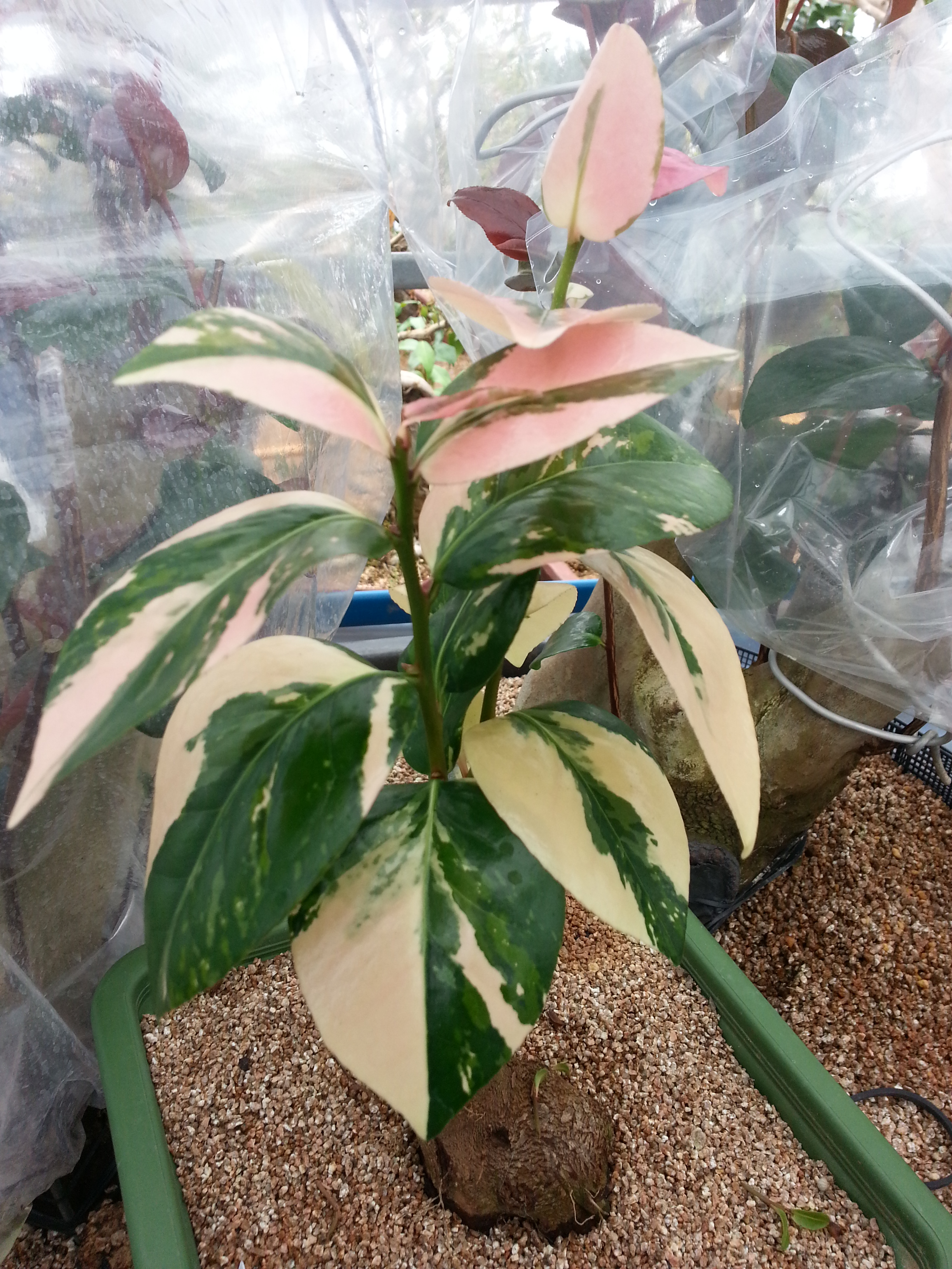 완도 무늬동백 무명 이미지