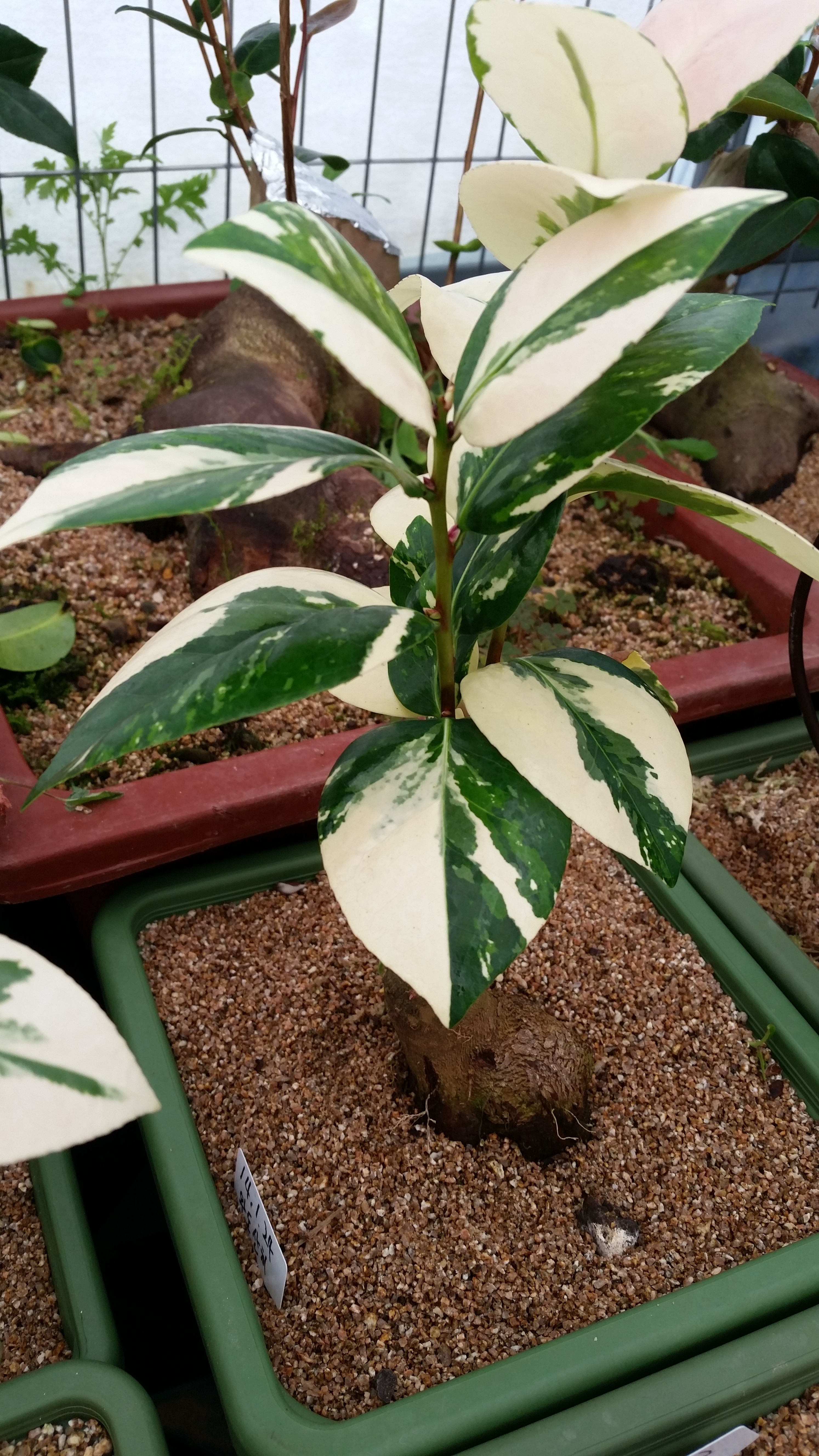 완도 무늬동백 무명 첨부#2