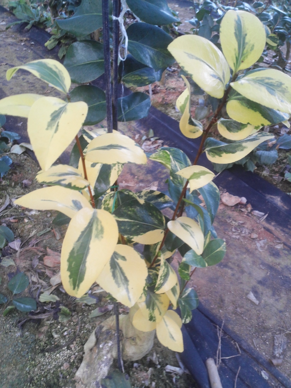 동백무늬 이미지