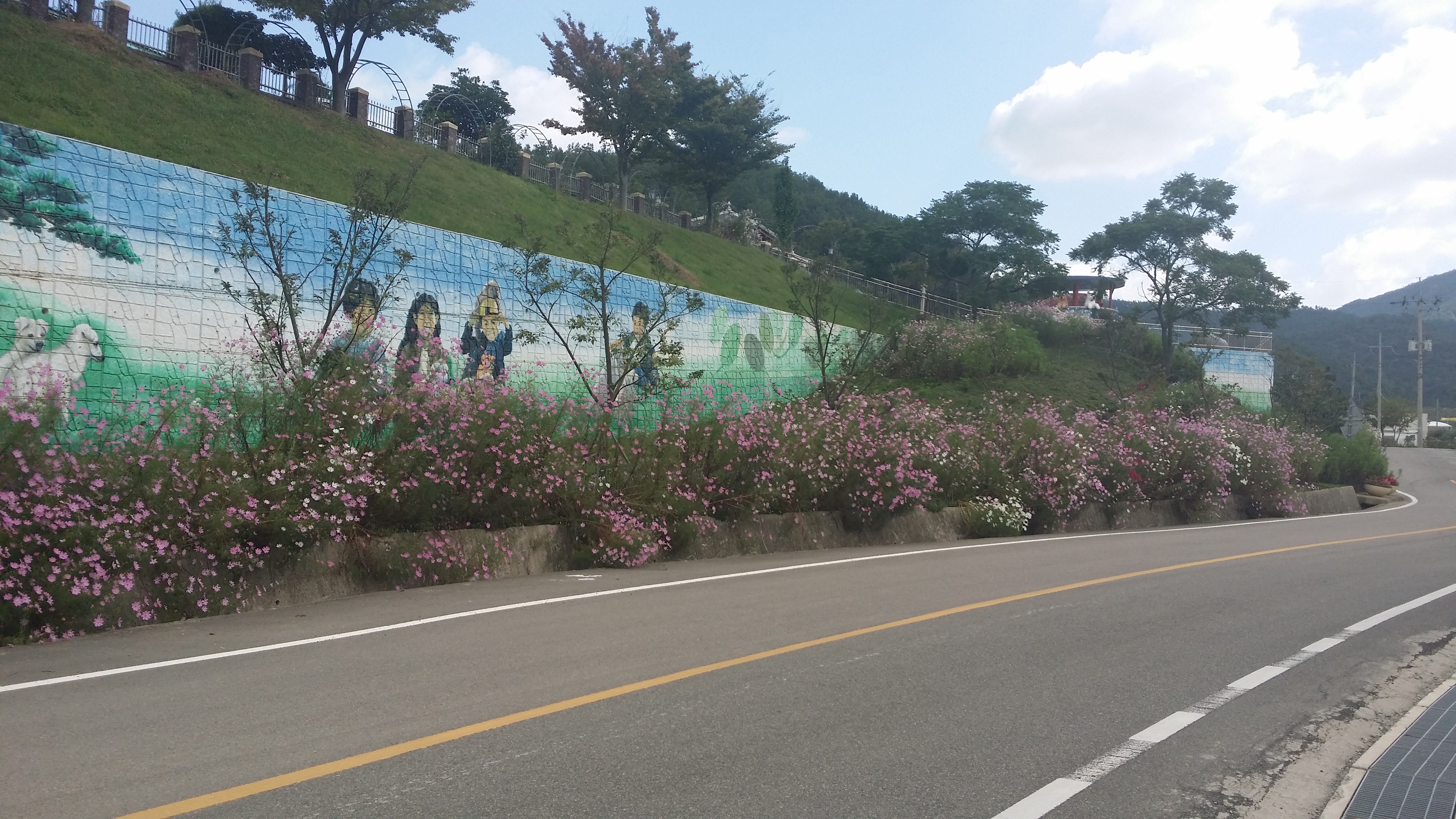 진도개테마파크, 코스모스 엄청 피었네요 이미지