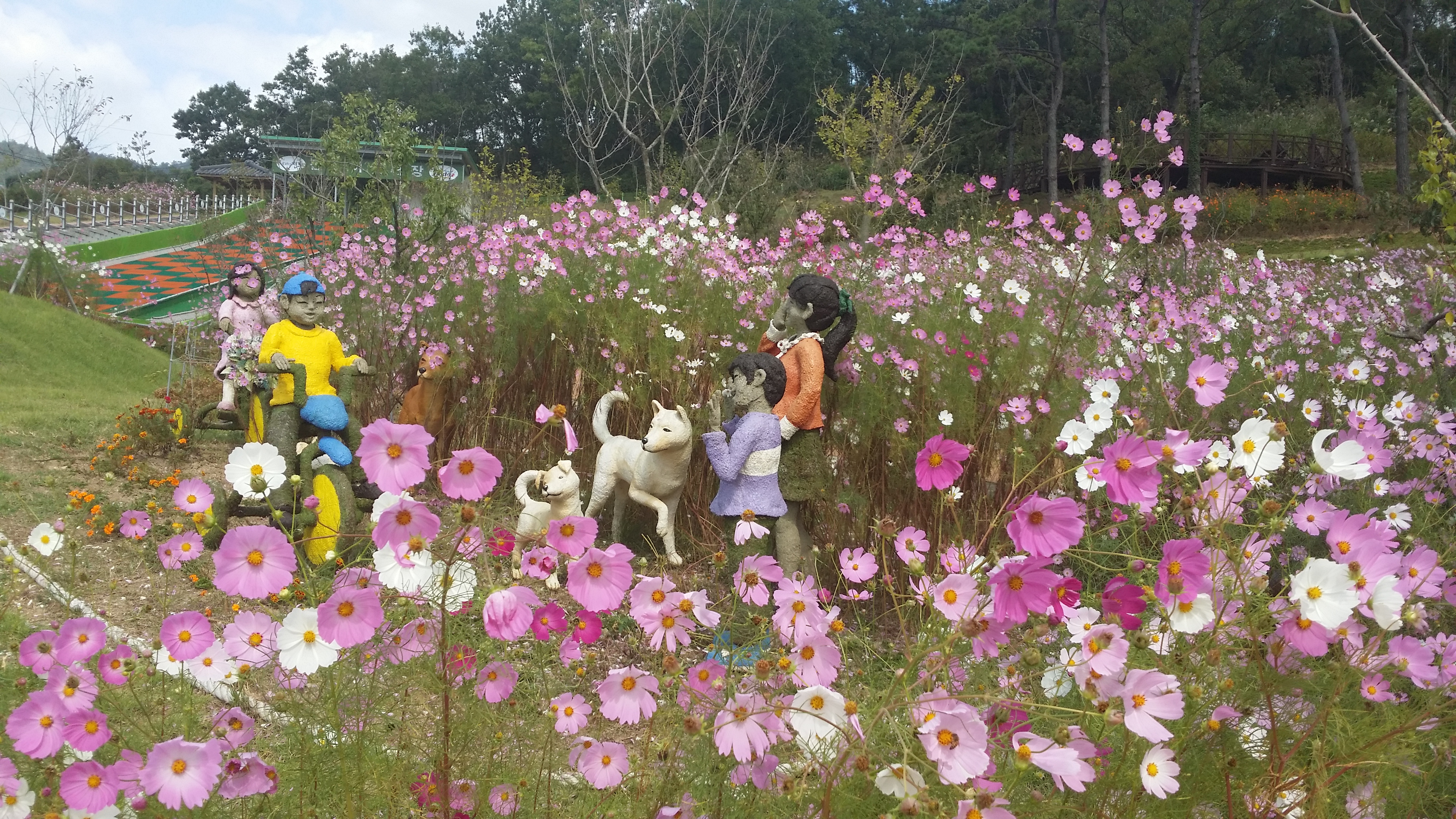 진도개테마파크, 코스모스 엄청 피었네요 첨부#3