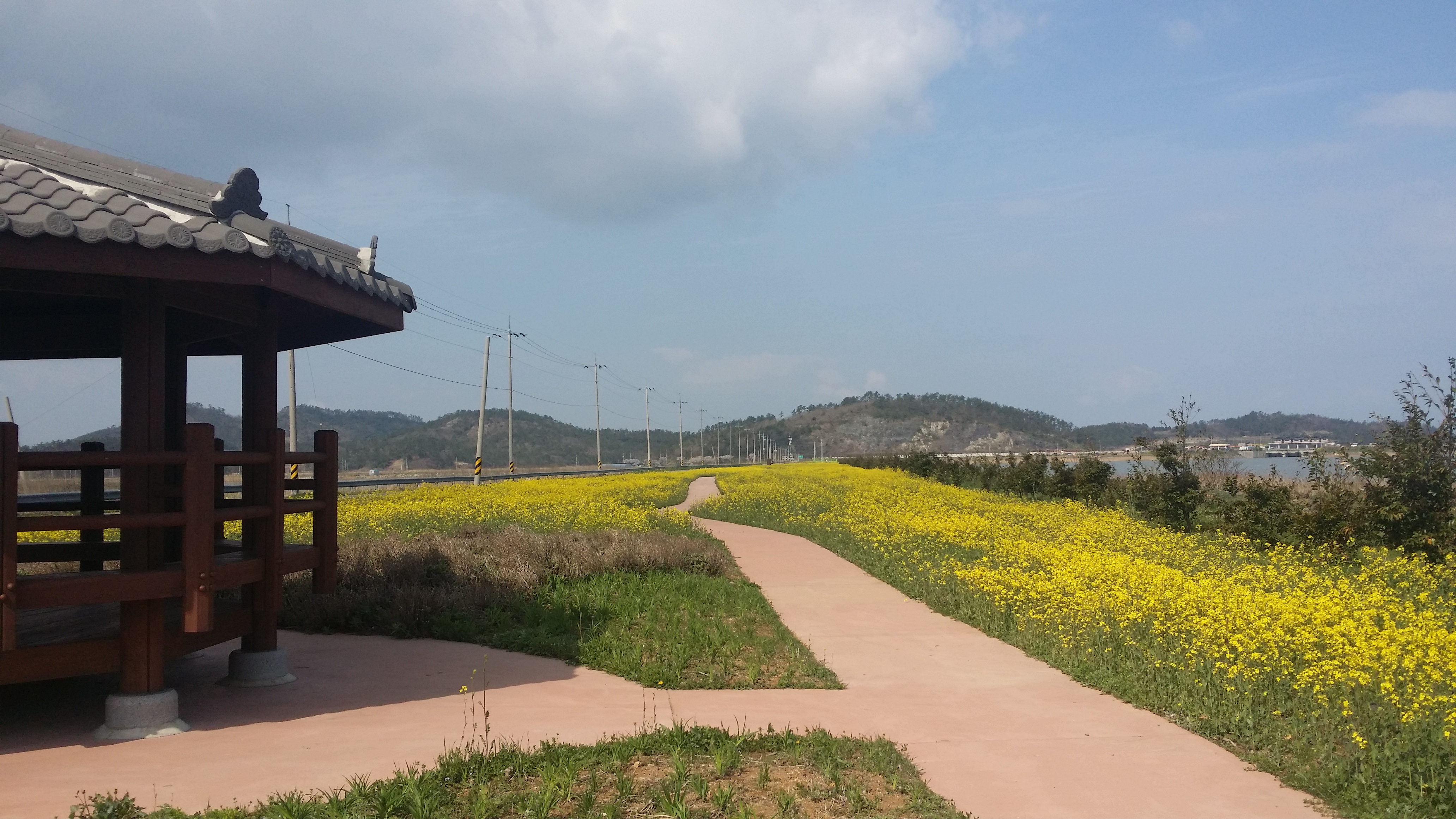 전두 유채꽃 한창 이미지