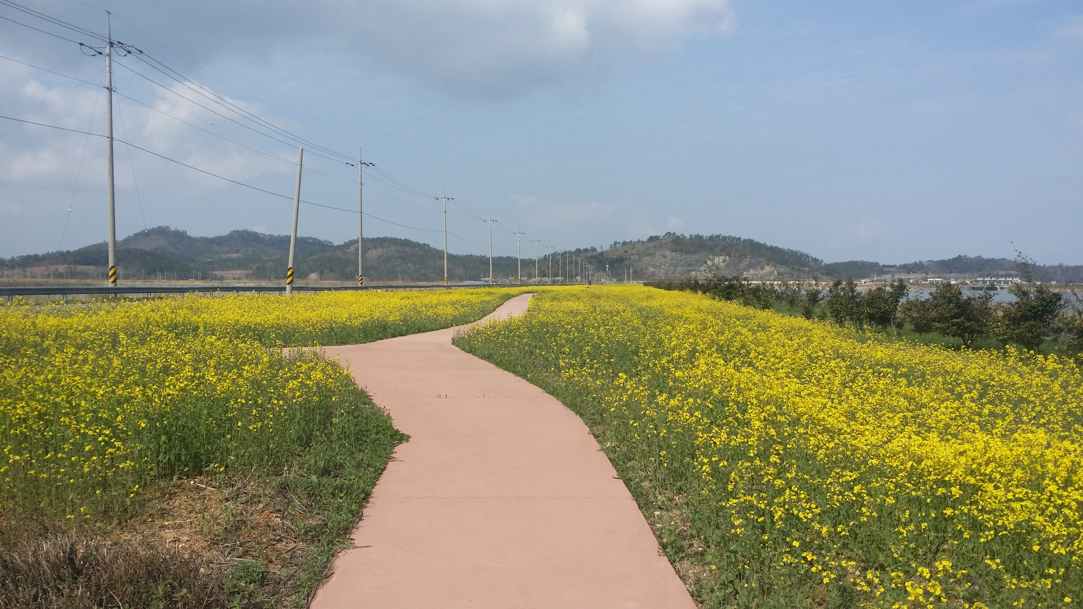 전두유채꽃 한창 이미지