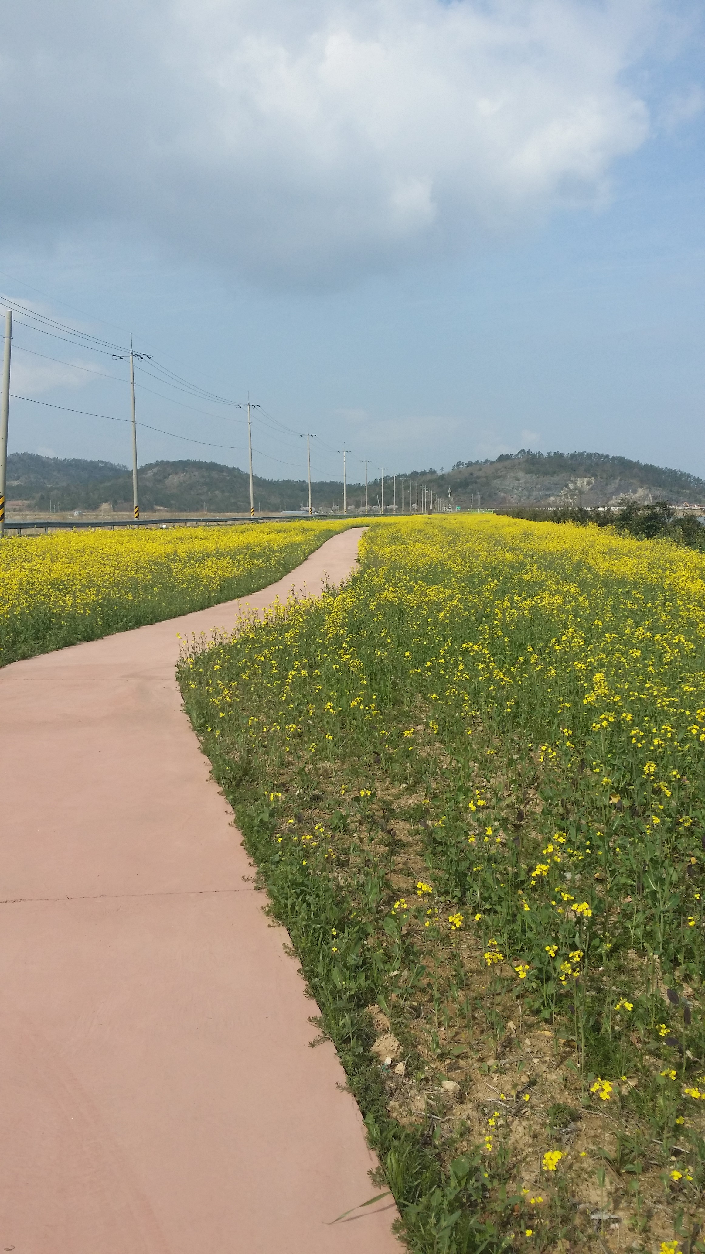 전두 유채꽃 한창 이미지