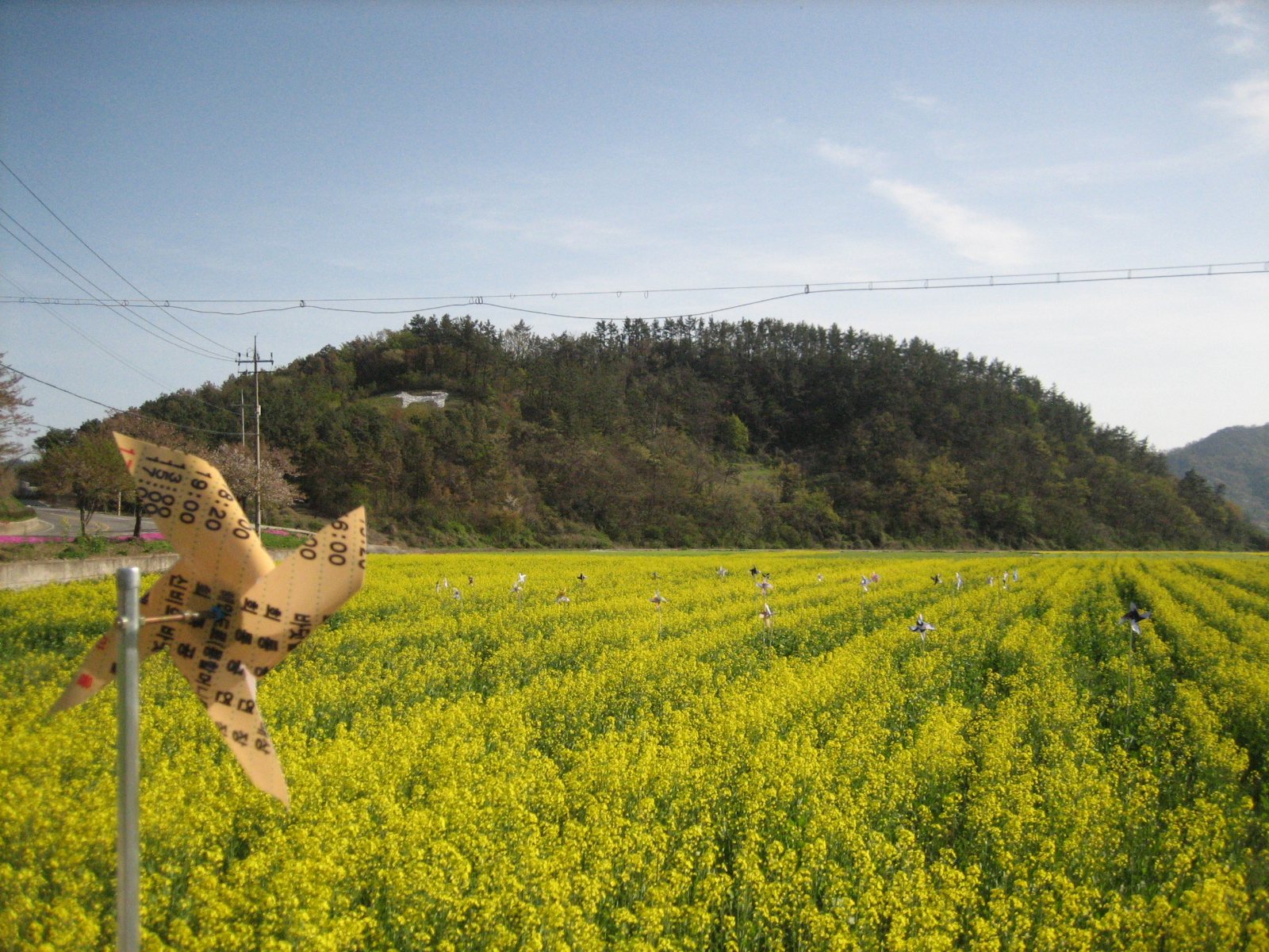 제1회 의신면 영산 건강장수마을 유채향과 보리향의 만남 행사 알림 이미지