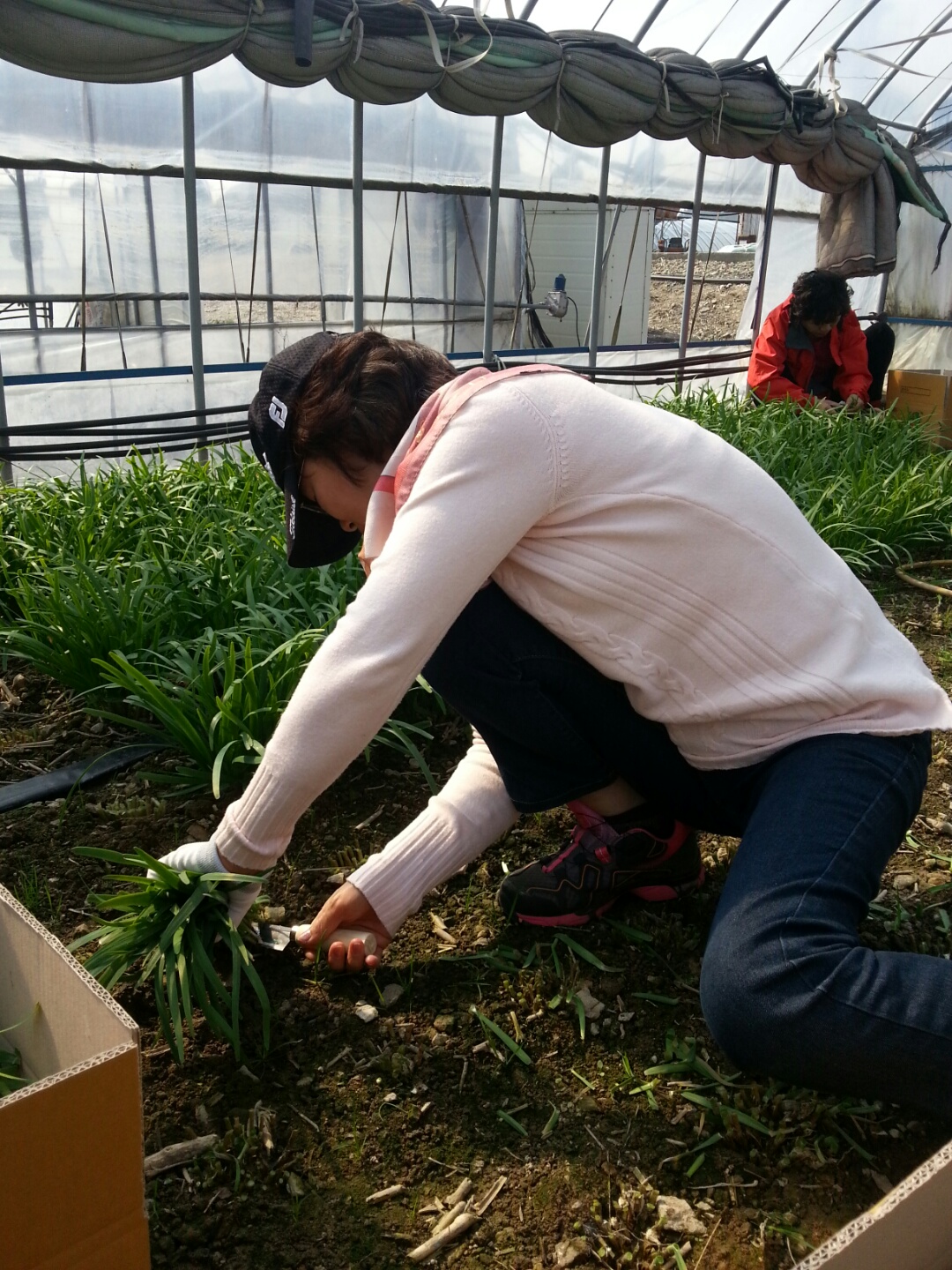 제2회 진도 농촌문화체험/임회면 선항리 이미지