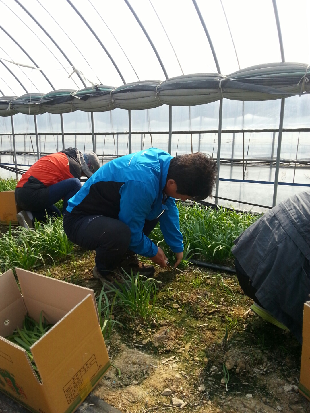 제2회 진도 농촌문화체험/임회면 선항리 첨부#5