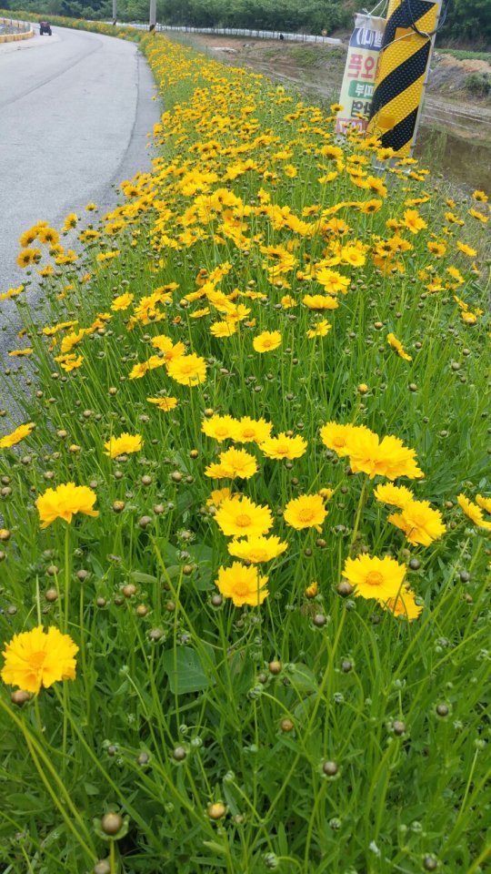 아름다운 꽃길 이미지