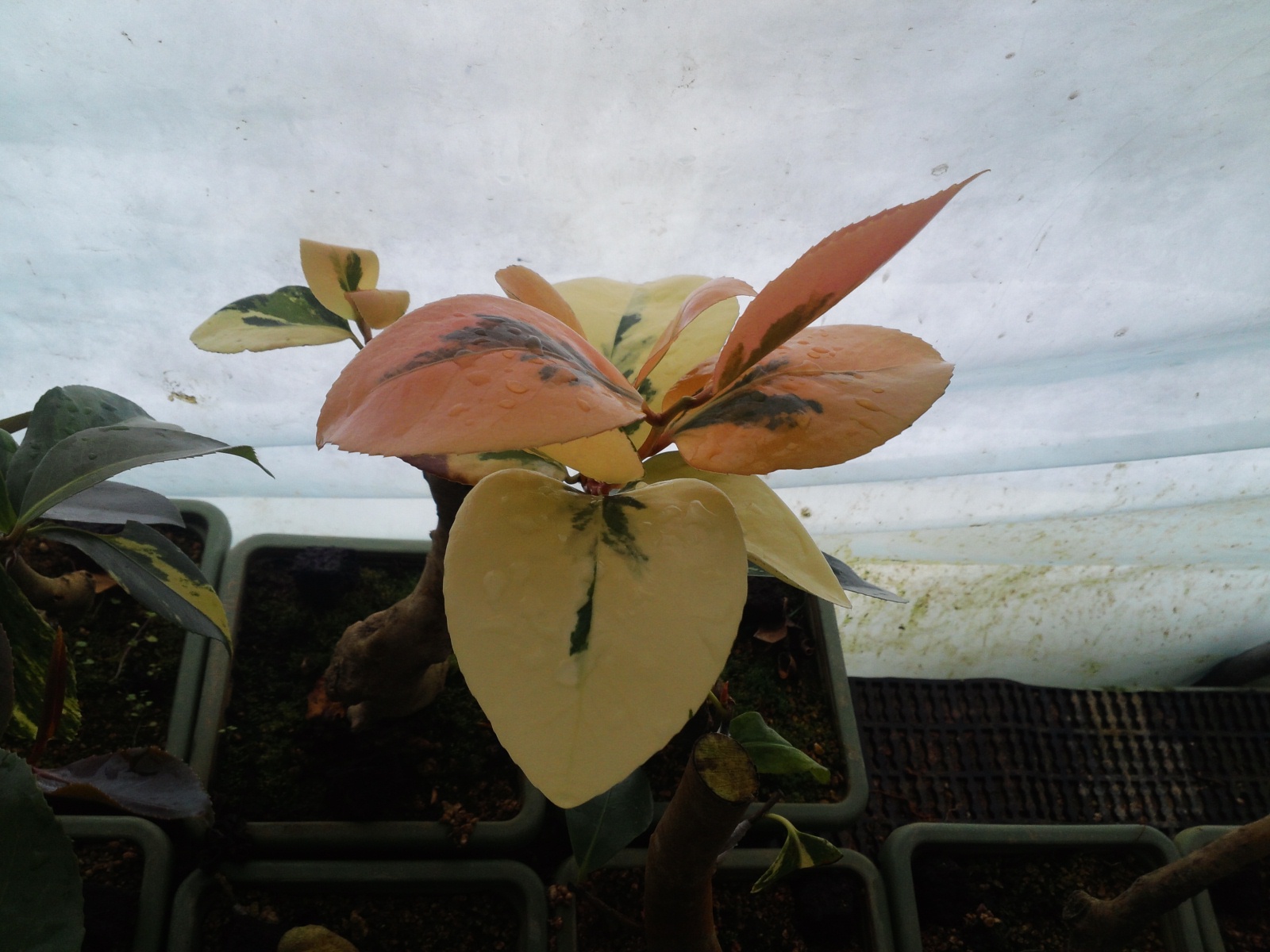 무늬동백 이미지