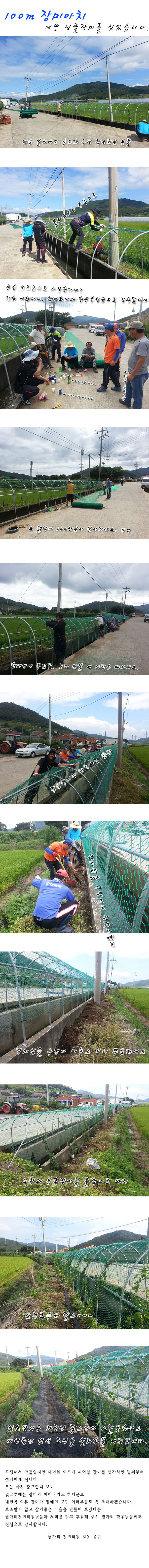 그녀를 만나기전 100m장미 이미지