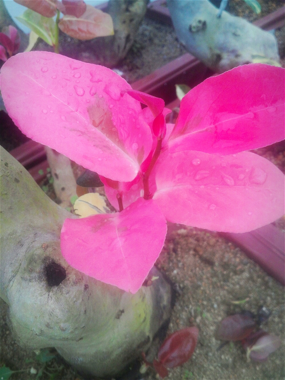 무늬동백 (홍설) 이미지