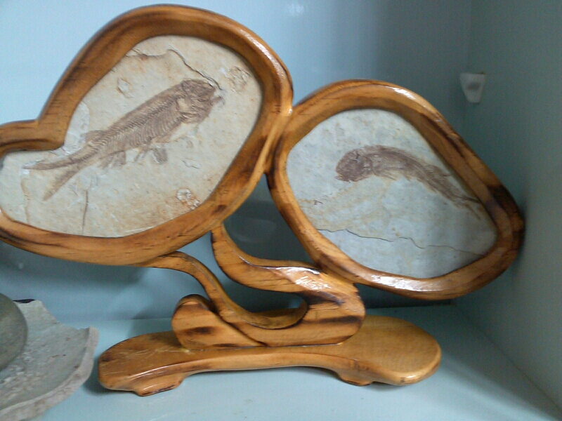 물고기화석 이미지