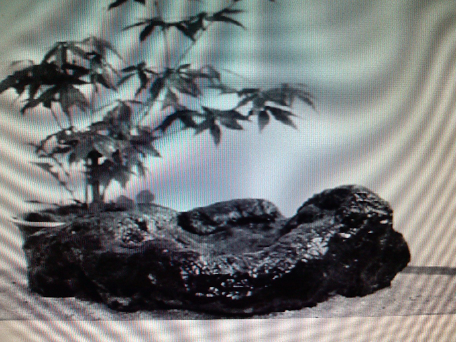 wpwn anfrhdlaehs 이미지