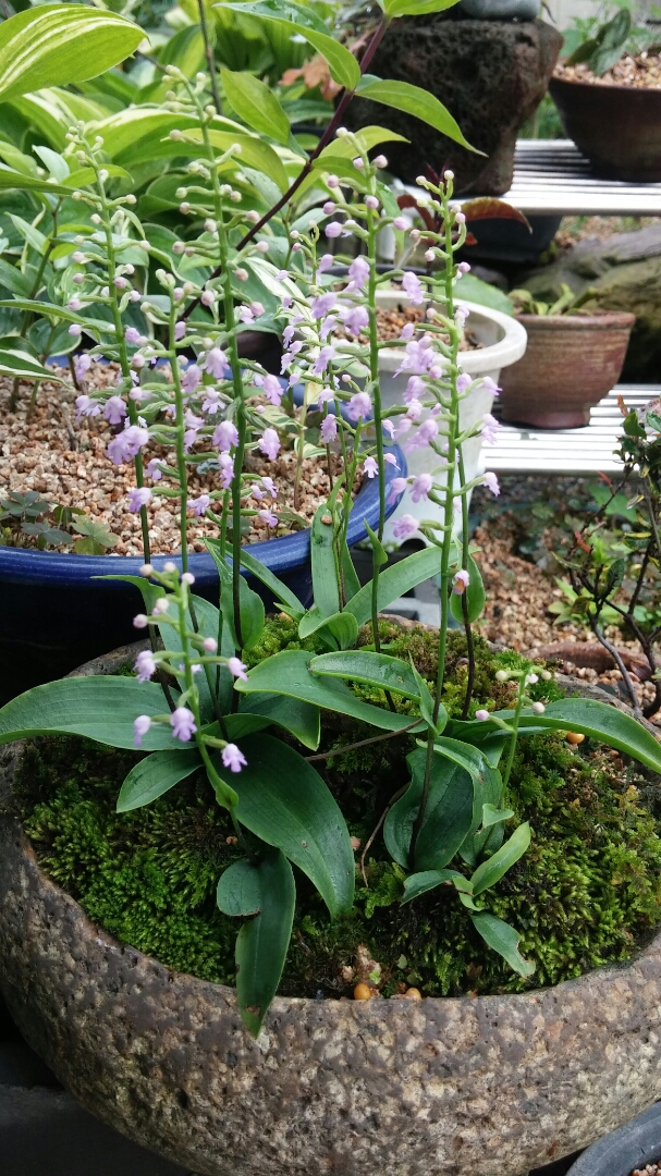 병아리난초 이미지