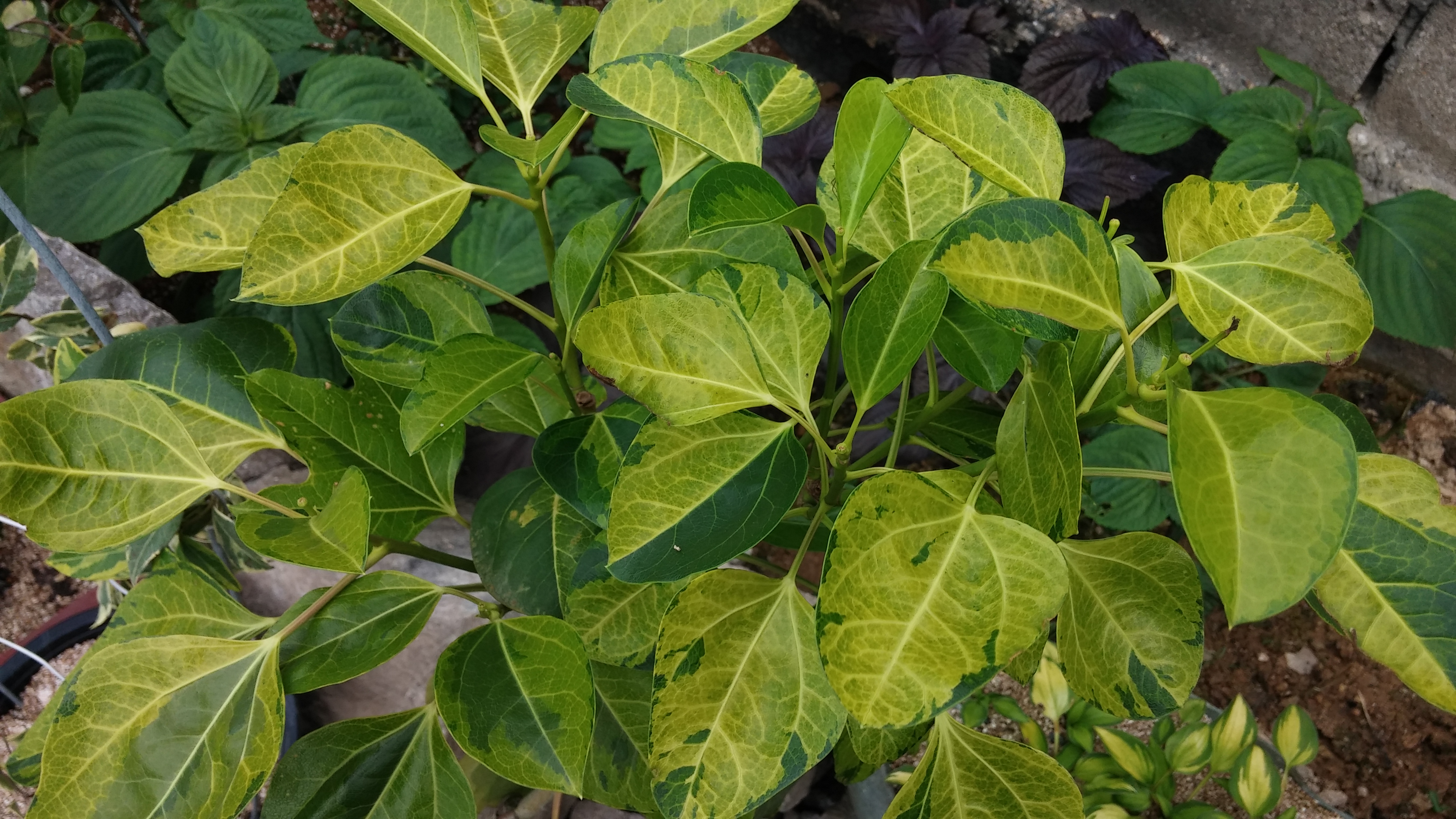 황칠나무 무늬종 이미지