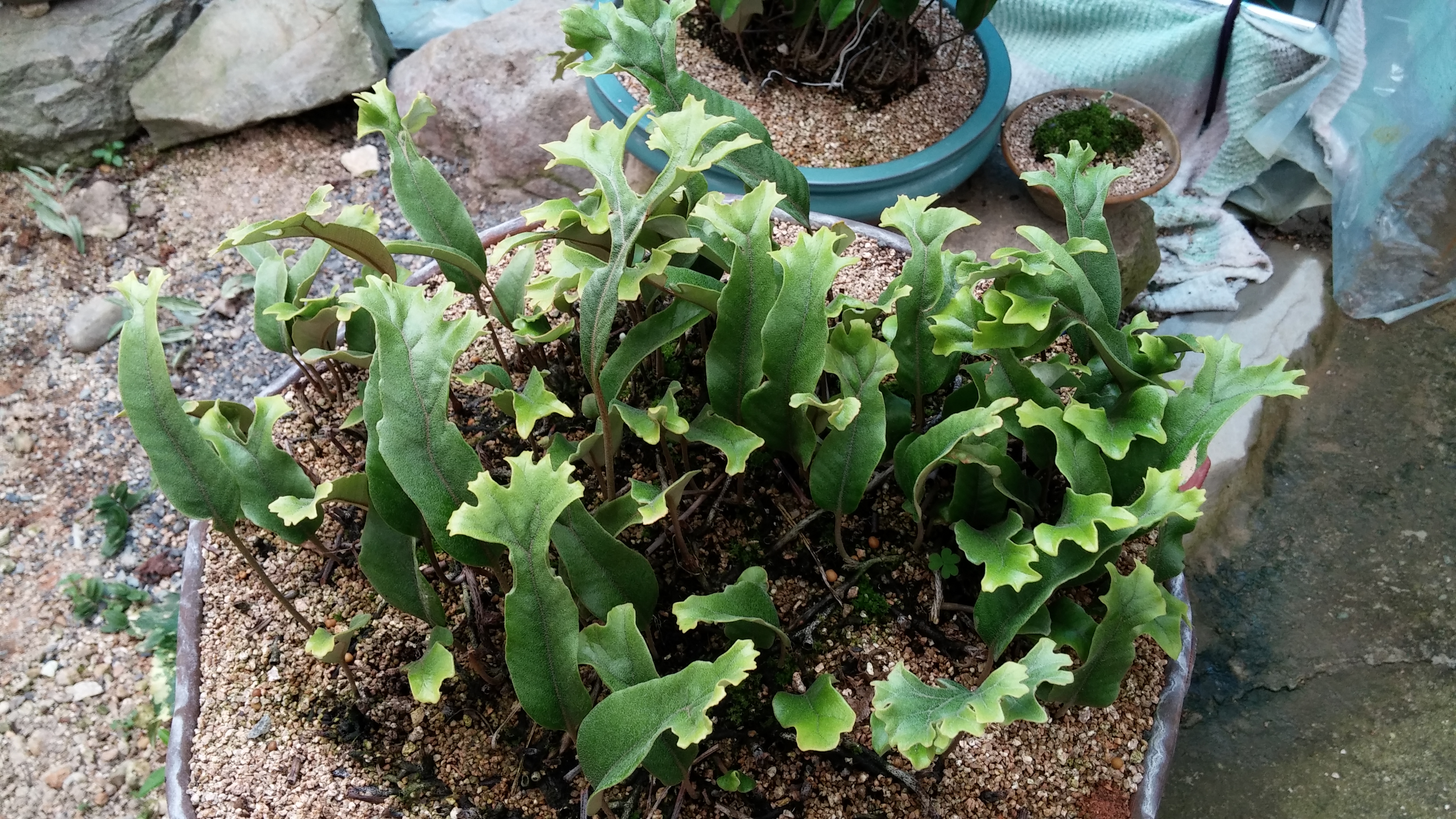 변위종창석위 이미지