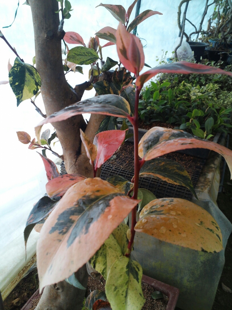 동백무늬종 이미지