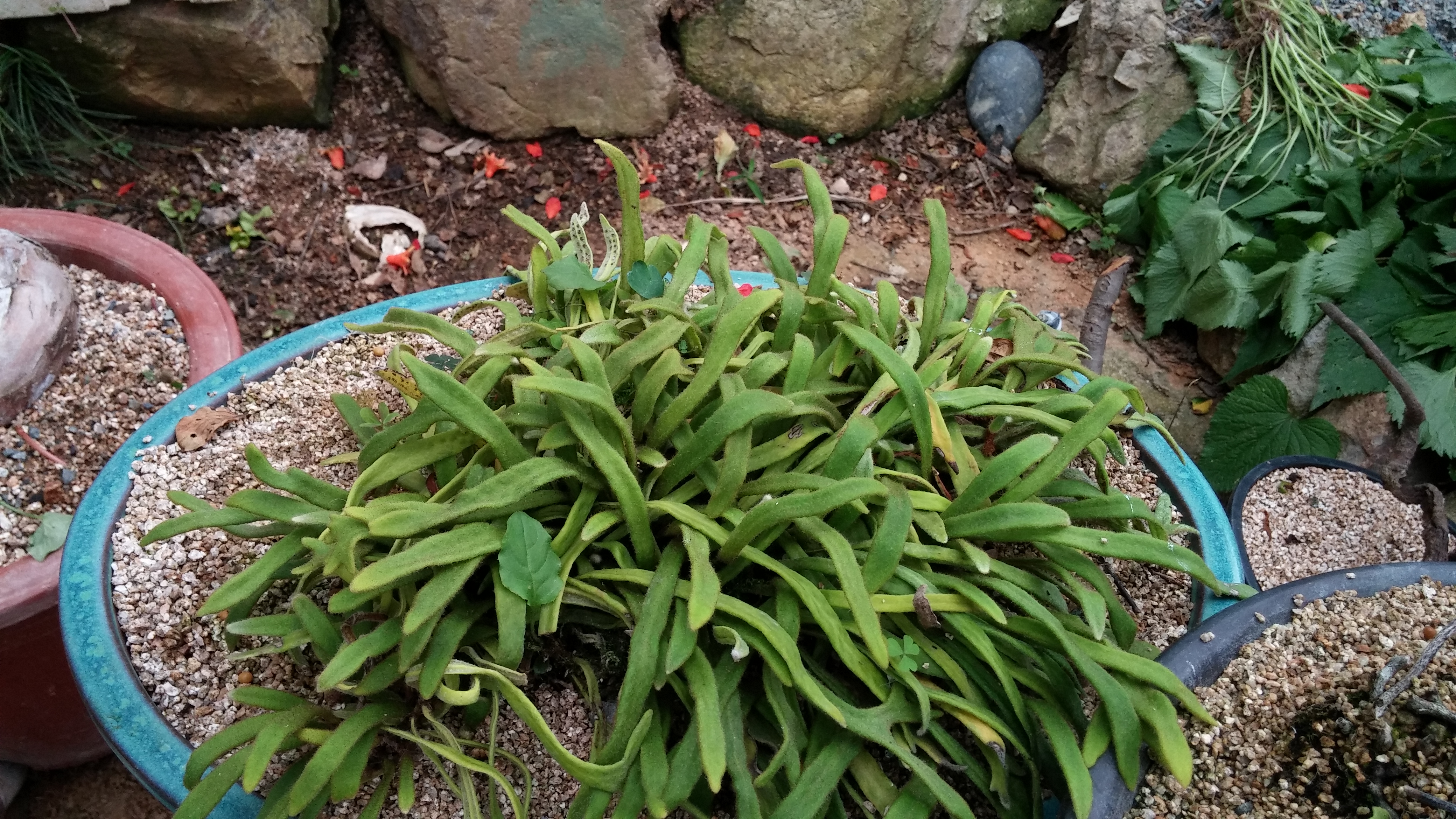 우단일엽초 이미지