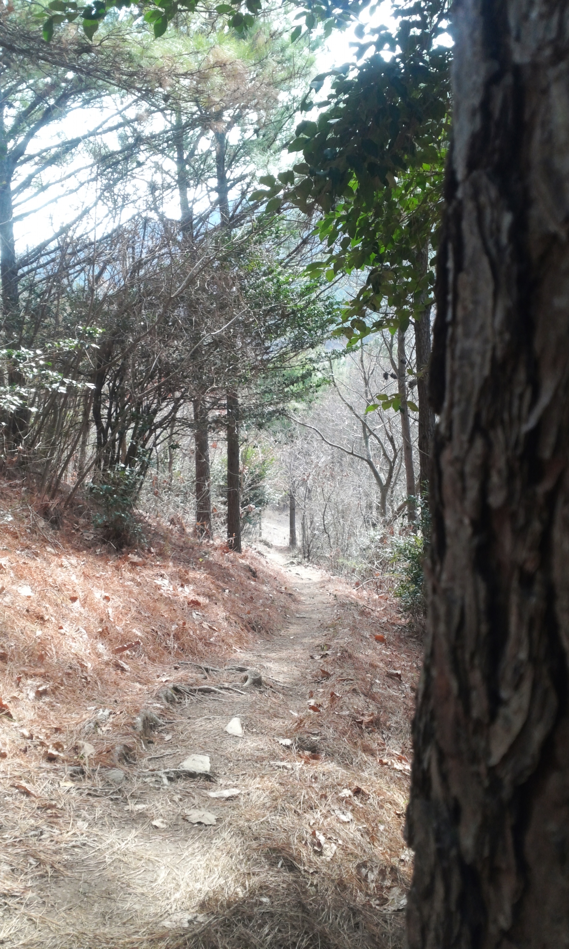 몸과 마음의 최적의 힐링로 "아리산" 첨부#2