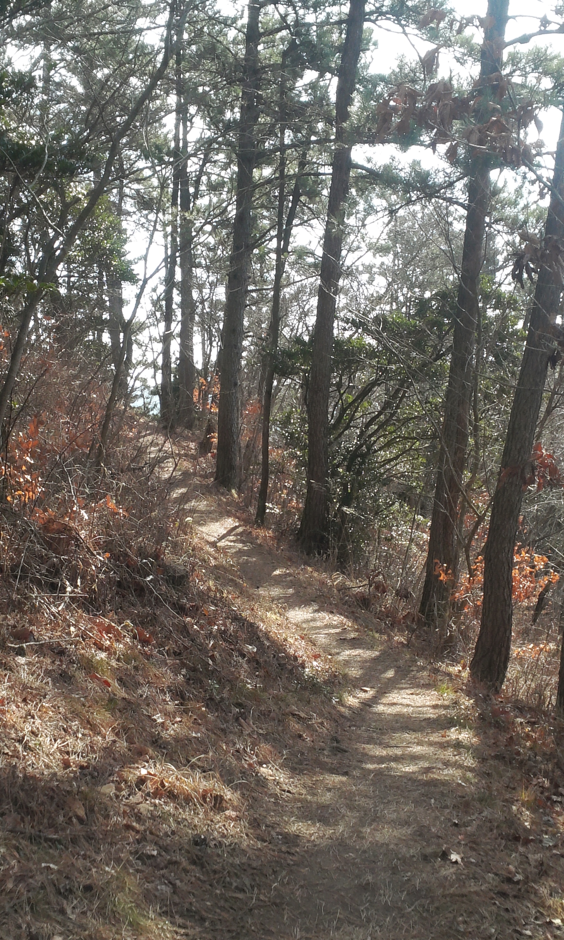 몸과 마음의 최적의 힐링로 "아리산" 첨부#5