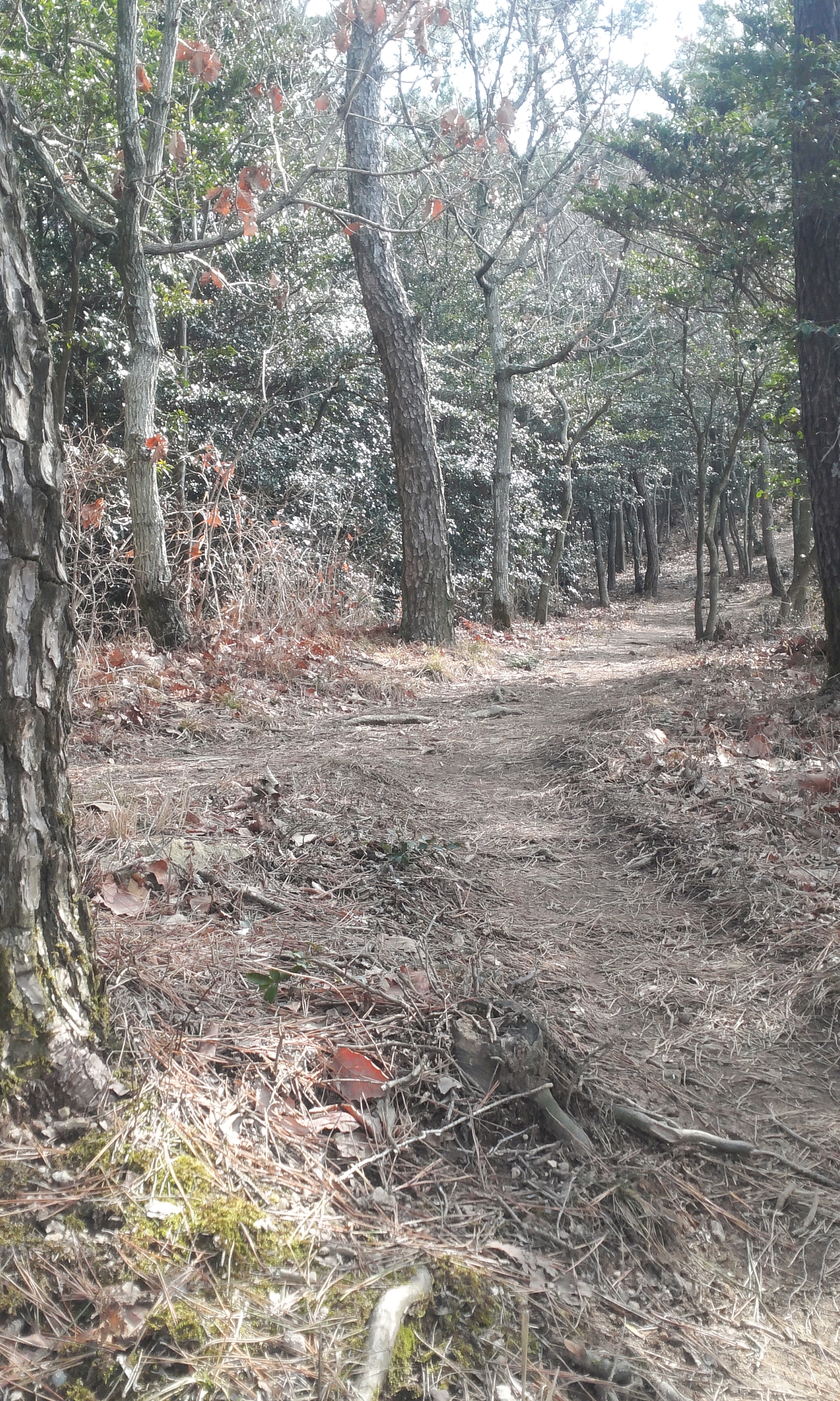 몸과 마음의 최적의 힐링로 "아리산" 첨부#7