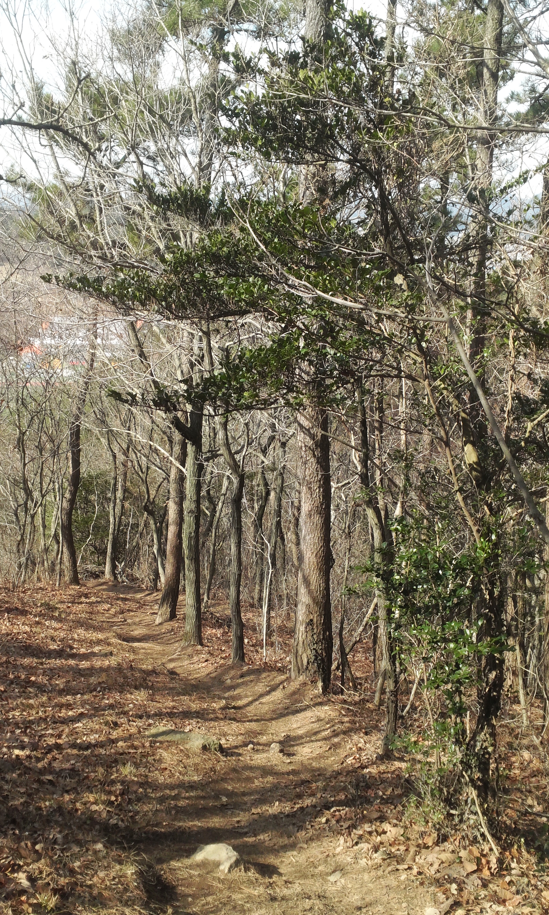 몸과 마음의 최적의 힐링로 "아리산" 첨부#8