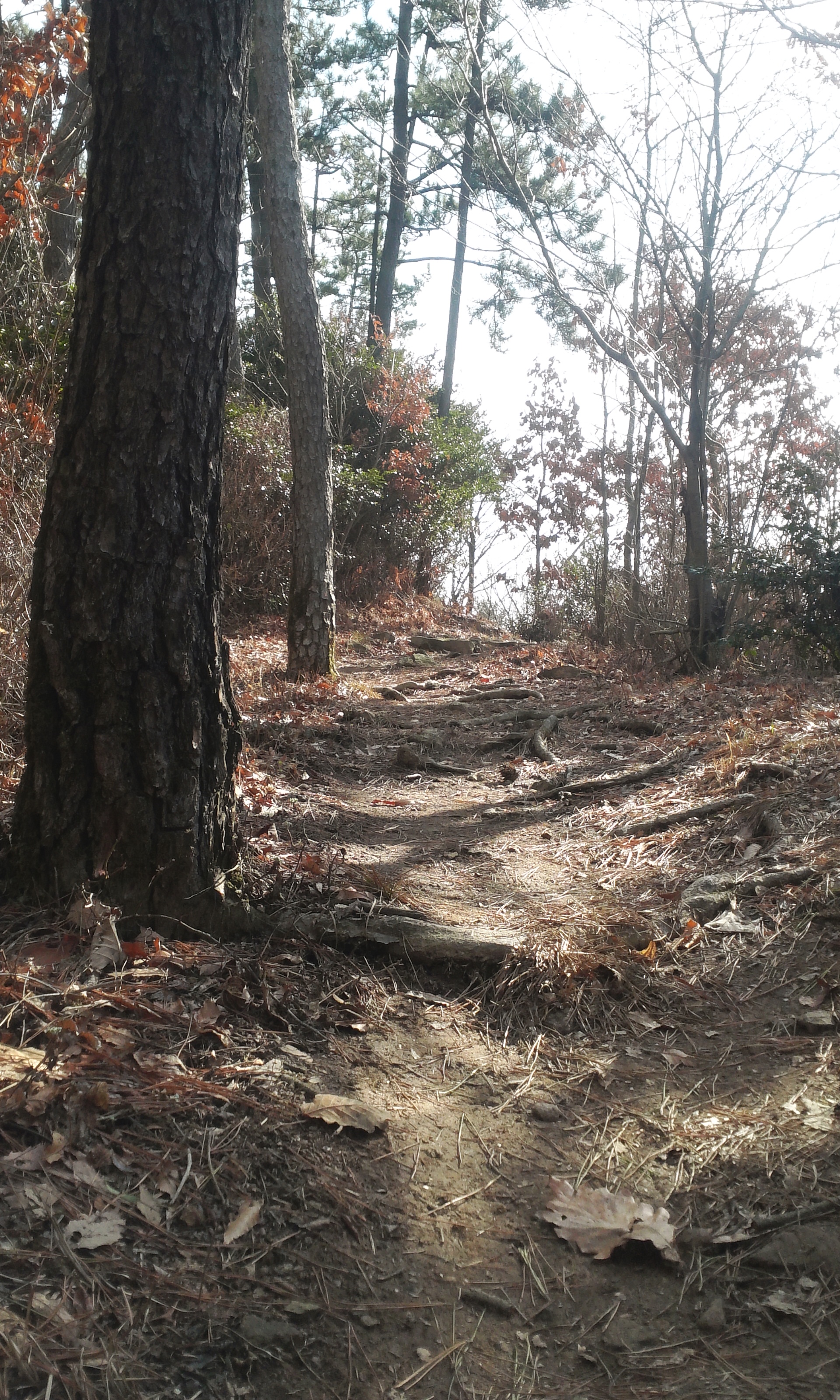 몸과 마음의 최적의 힐링로 "아리산" 첨부#9