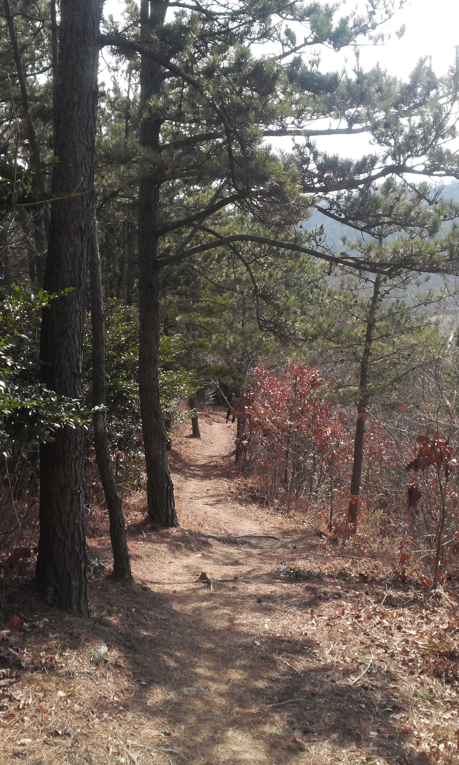 몸과 마음의 최적의 힐링로 "아리산" 첨부#10