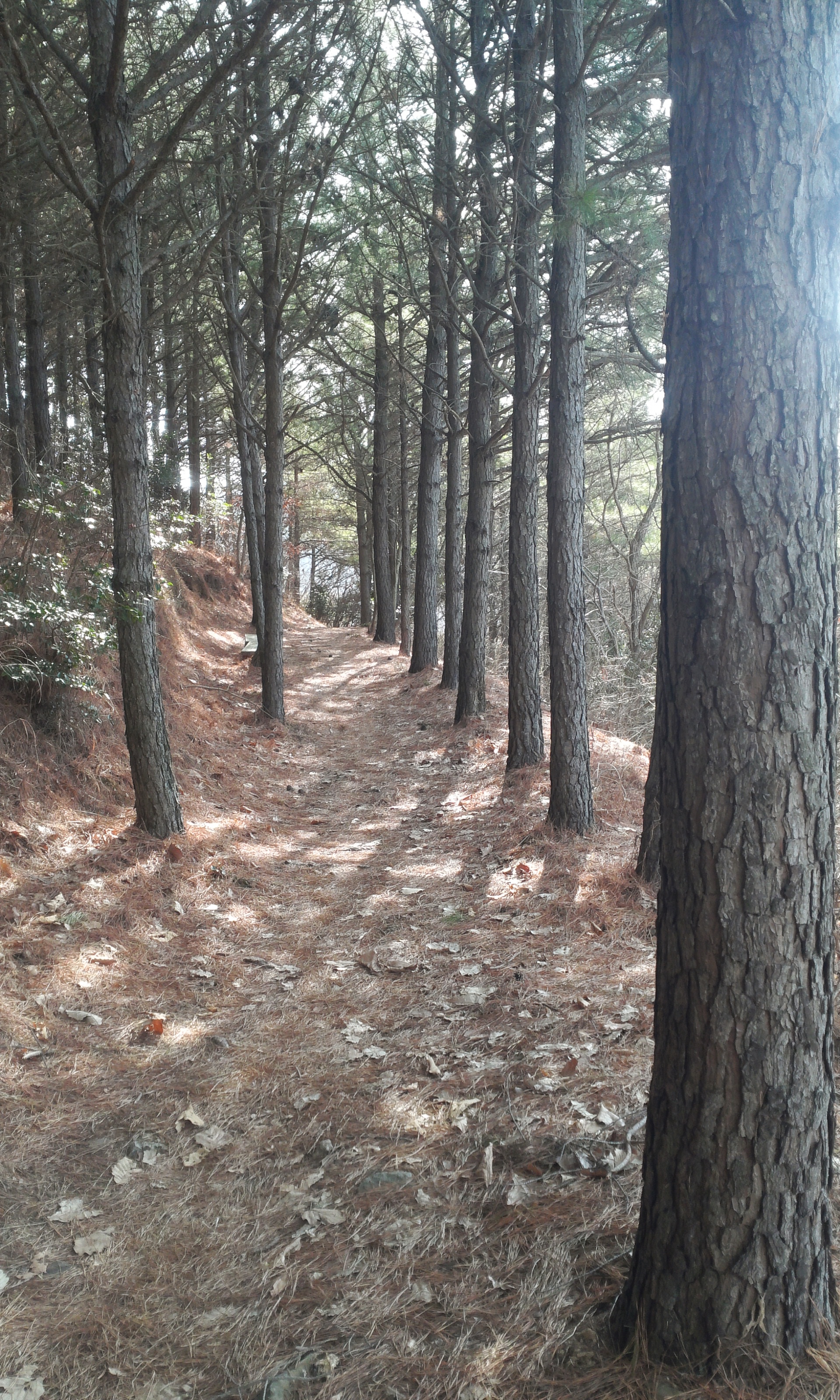 몸과 마음의 최적의 힐링로 "아리산" 첨부#11